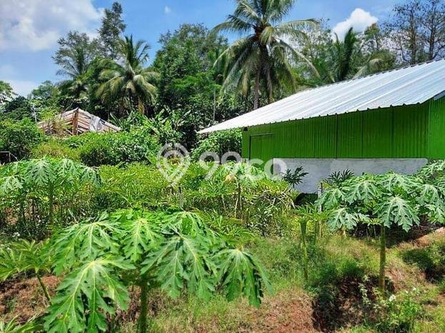 Lahan Investasi Lokasi Cibeber Cilegon SHM Lahan Investasi Lokasi Cibeber Cilegon SHM