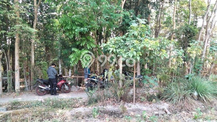 Tanah Kavling untuk Dijual di Berbah Sleman 744m2 Tanah Kavling untuk Dijual di Berbah Sleman 744m2
