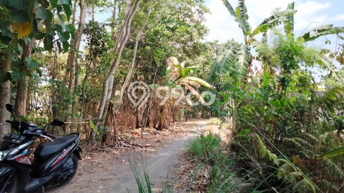 Tanah Kavling untuk Dijual di Berbah Sleman 744m2 Tanah Kavling untuk Dijual di Berbah Sleman 744m2
