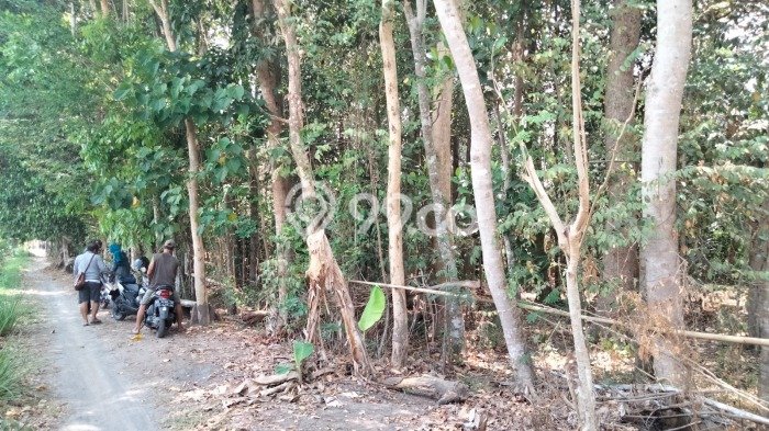 Tanah Kavling untuk Dijual di Berbah Sleman 744m2 Tanah Kavling untuk Dijual di Berbah Sleman 744m2