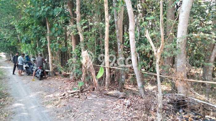 Tanah Kavling untuk Dijual di Berbah Sleman 744m2 Tanah Kavling untuk Dijual di Berbah Sleman 744m2