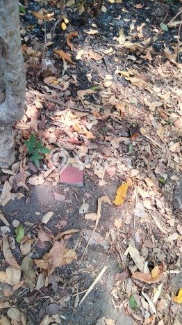 Tanah Kavling untuk Dijual di Berbah Sleman 744m2 Tanah Kavling untuk Dijual di Berbah Sleman 744m2