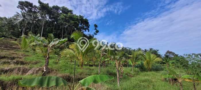 Kavling Tanah di Pandeglang Dijual Luas 2549m2 Legalitas SHM Kavling Tanah di Pandeglang Dijual Luas 2549m2 Legalitas SHM