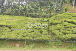 Kavling Tanah Dijual di Ciwidey, Bandung, Luas 2884m2 Area Strategis Kavling Tanah Dijual di Ciwidey, Bandung, Luas 2884m2 Area Strategis