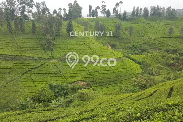 Lahan Kosong Dijual di Ciwidey, Bandung, Luas 178500m2 Area Strategis Lahan Kosong Dijual di Ciwidey, Bandung, Luas 178500m2 Area Strategis