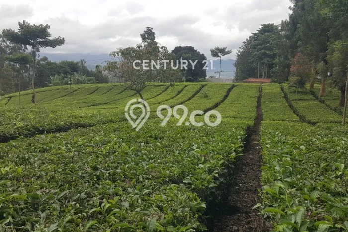 Lahan Kosong Dijual di Ciwidey, Bandung, Luas 178500m2 Area Strategis Lahan Kosong Dijual di Ciwidey, Bandung, Luas 178500m2 Area Strategis