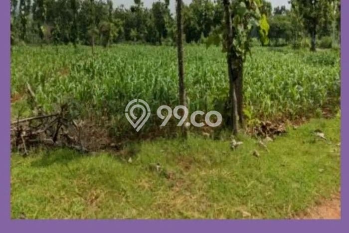 Tanah Dijual Lokasi Merakurak, Tuban Luas 19120m2 Legalitas Aman Tanah Dijual Lokasi Merakurak, Tuban Luas 19120m2 Legalitas Aman