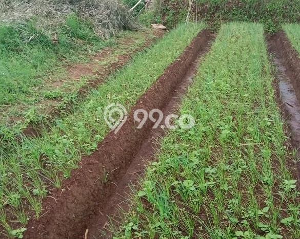 Tanah Kavling Dijual di Cipanas, Sukabumi dengan Luas Tanah 4000m2 Tanah Kavling Dijual di Cipanas, Sukabumi dengan Luas Tanah 4000m2