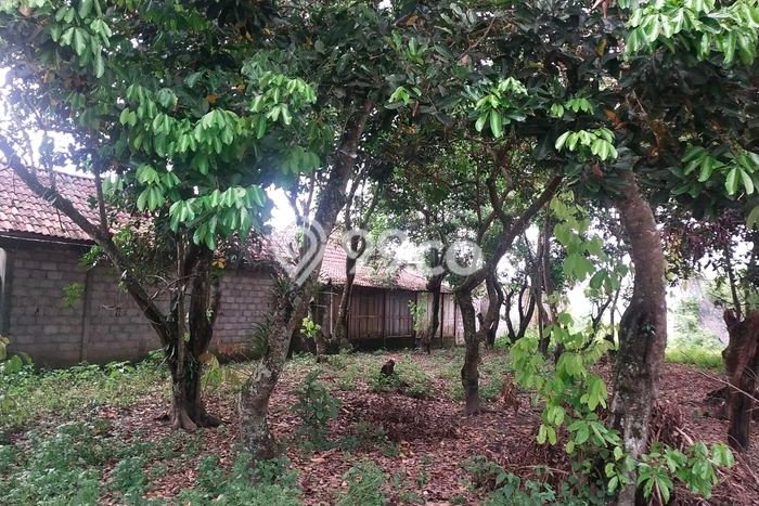 Lahan Dijual Lokasi Mlati, Sleman dengan Luas Tanah 635m2 dan Status SHM Lahan Dijual Lokasi Mlati, Sleman dengan Luas Tanah 635m2 dan Status SHM