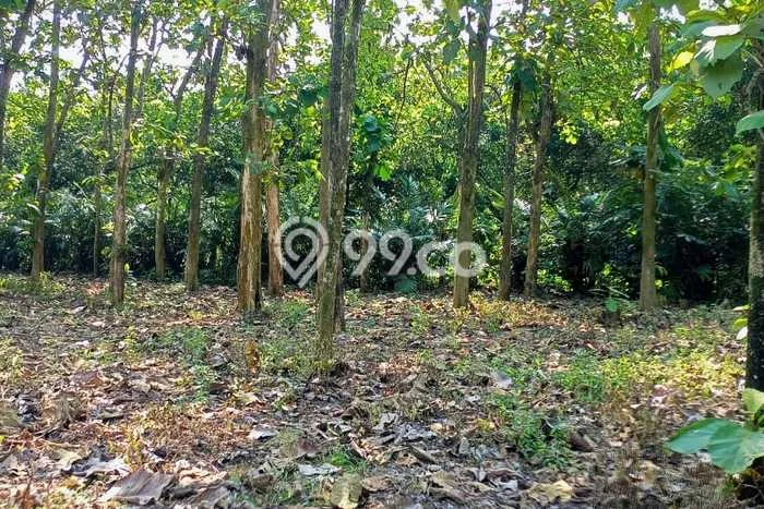Kavling Tanah Dijual di Ciseeng, Bogor, Luas 70000m2 Area Strategis Kavling Tanah Dijual di Ciseeng, Bogor, Luas 70000m2 Area Strategis