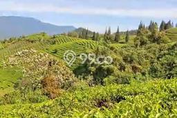 Dijual Tanah Lokasi Kabupaten Solok Kelurahan Simpang, Solok Seluas 34650m2 Dijual Tanah Lokasi Kabupaten Solok Kelurahan Simpang, Solok Seluas 34650m2
