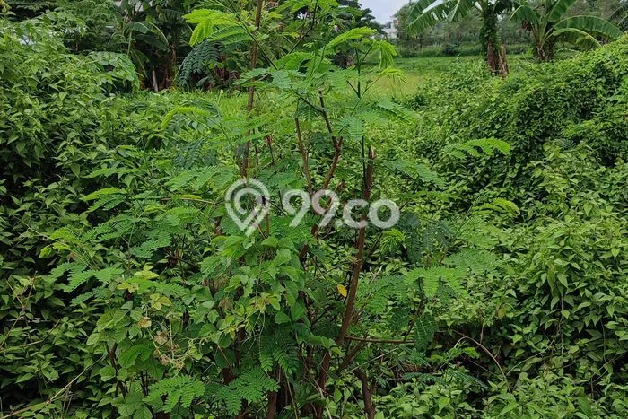 Kavling Tanah Lokasi Strategis di Menganti, Gresik Disewakan 2168m2 Kavling Tanah Lokasi Strategis di Menganti, Gresik Disewakan 2168m2