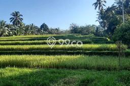 Paling Dicari! Kavling Tanah Disewakan di Tabanan, Tabanan Paling Dicari! Kavling Tanah Disewakan di Tabanan, Tabanan