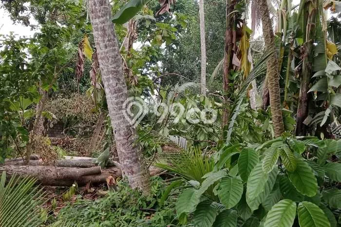 Tanah Siap Pakai Disewakan di Gianyar, Gianyar, Luas 1200m2 Tanah Siap Pakai Disewakan di Gianyar, Gianyar, Luas 1200m2