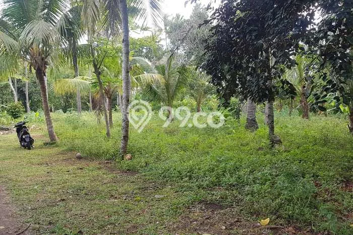 Lahan Dijual Lokasi Melaya, Jembrana dengan Luas Tanah 500m2 dan Status SHM Lahan Dijual Lokasi Melaya, Jembrana dengan Luas Tanah 500m2 dan Status SHM