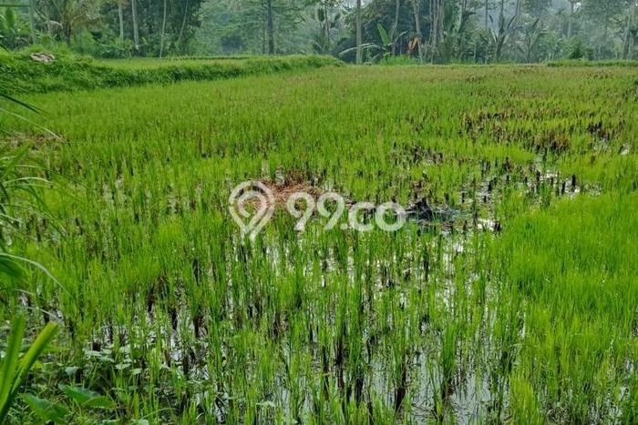 Lahan Sewa di Ubud Gianyar dengan Luas 5200m2 Lahan Sewa di Ubud Gianyar dengan Luas 5200m2