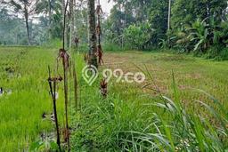 Lahan Sewa di Ubud Gianyar dengan Luas 5200m2 Lahan Sewa di Ubud Gianyar dengan Luas 5200m2