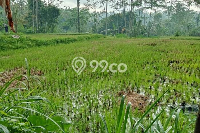 Lahan Sewa di Ubud Gianyar dengan Luas 5200m2 Lahan Sewa di Ubud Gianyar dengan Luas 5200m2