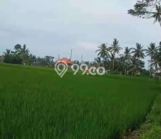 Lahan Strategis di Ubud Gianyar Disewakan dengan Luas 1400m2 Lahan Strategis di Ubud Gianyar Disewakan dengan Luas 1400m2