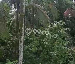 Tanah Komersial Disewakan di Ubud Gianyar Seluas 900m2 Tanah Komersial Disewakan di Ubud Gianyar Seluas 900m2