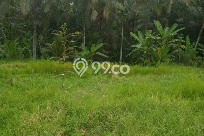 Tanah Komersial Disewakan di Ubud Gianyar Seluas 900m2 Tanah Komersial Disewakan di Ubud Gianyar Seluas 900m2