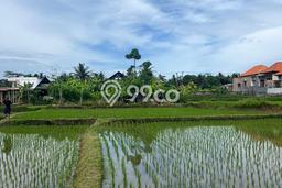 Tanah Disewa di Ubud Gianyar dengan Luas 800m2 Tanah Disewa di Ubud Gianyar dengan Luas 800m2