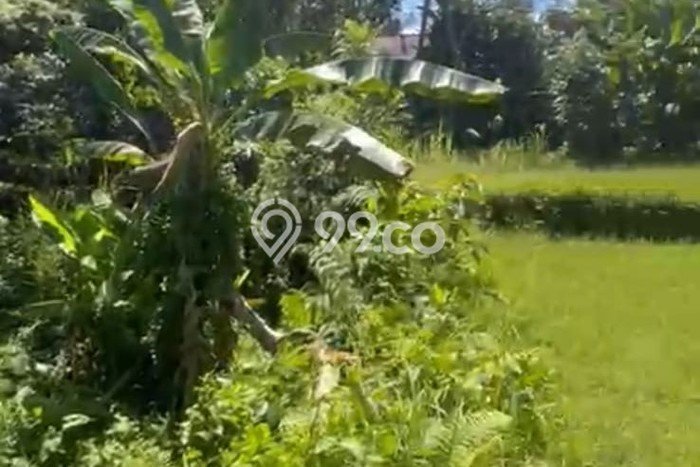 Jarang Ada! Tanah Kavling Disewakan di Gianyar 900m2 Jarang Ada! Tanah Kavling Disewakan di Gianyar 900m2