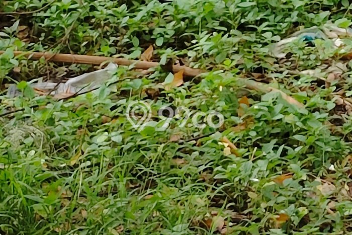 Tanah Kavling Dijual di Jakarta Selatan dengan Spesifikasi 755m2 Tanah Kavling Dijual di Jakarta Selatan dengan Spesifikasi 755m2