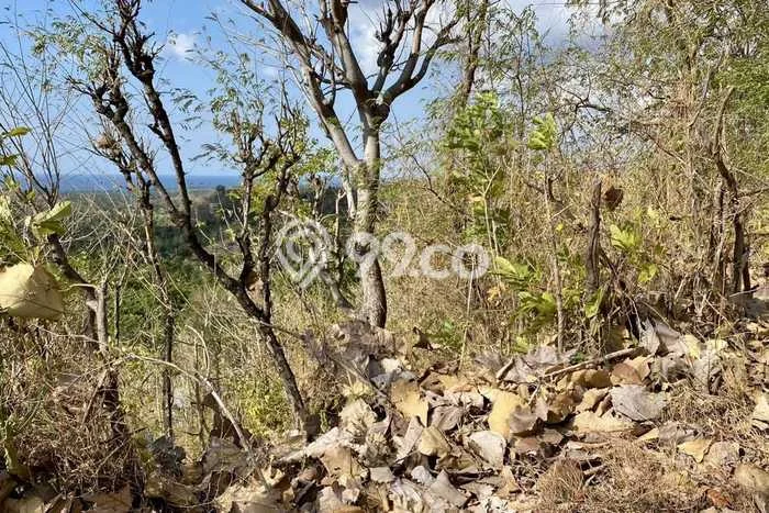 Tanah di Gerokgak, Buleleng Luas 22500m2 Dijual Segera Tanah di Gerokgak, Buleleng Luas 22500m2 Dijual Segera