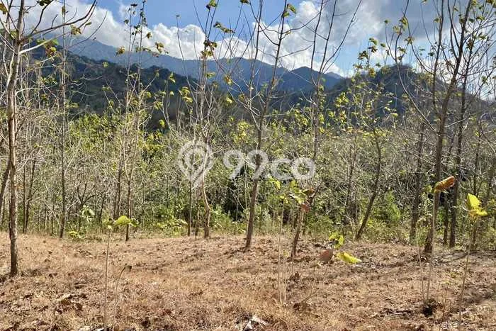 Tanah di Gerokgak, Buleleng Luas 22500m2 Dijual Segera Tanah di Gerokgak, Buleleng Luas 22500m2 Dijual Segera