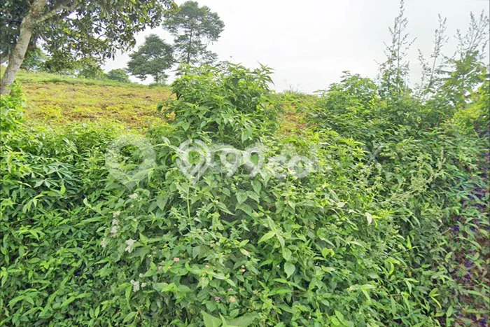 Tanah Strategis Dijual di Cipanas Cianjur 240000m2 Tanah Strategis Dijual di Cipanas Cianjur 240000m2
