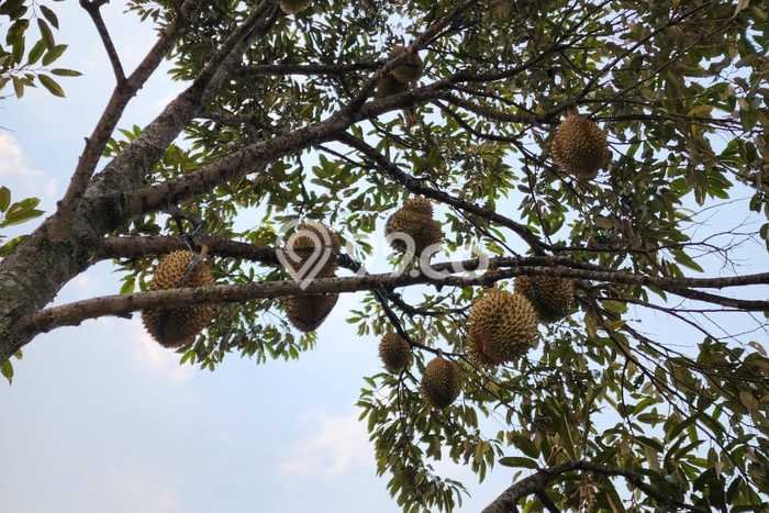 Lahan Dijual Lokasi Bogor Barat, Bogor dengan Luas Tanah 2e+06m2 dan Status - Lahan Dijual Lokasi Bogor Barat, Bogor dengan Luas Tanah 2e+06m2 dan Status -