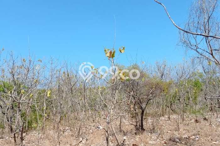 Untuk Dijual Tanah 5000m2 di Singaraja, Buleleng Untuk Dijual Tanah 5000m2 di Singaraja, Buleleng