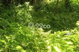 Tanah Komersial Dijual di Ubud Gianyar 73000m2 Tanah Komersial Dijual di Ubud Gianyar 73000m2