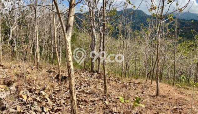 Untuk Dijual Tanah di Buleleng, Luas 225m2 SHM Untuk Dijual Tanah di Buleleng, Luas 225m2 SHM