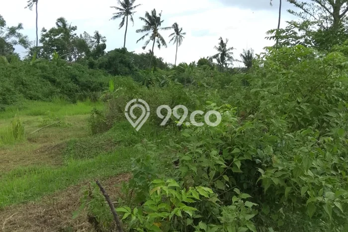 Tanah Kavling Dijual di Singaraja, Buleleng dengan Luas Tanah 4500m2 Tanah Kavling Dijual di Singaraja, Buleleng dengan Luas Tanah 4500m2