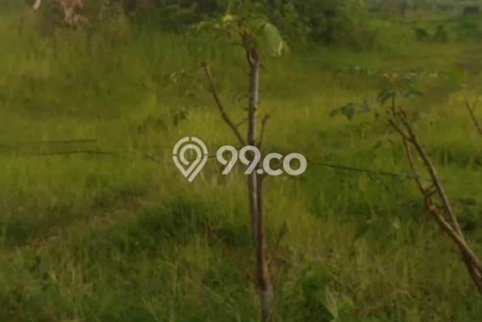 Tanah Kavling Dijual di Singaraja, Buleleng dengan Luas Tanah 4500m2 Tanah Kavling Dijual di Singaraja, Buleleng dengan Luas Tanah 4500m2