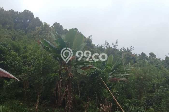 Tanah Kavling Dijual di Buleleng dengan Spesifikasi 30000m2 Tanah Kavling Dijual di Buleleng dengan Spesifikasi 30000m2