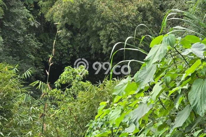 Dijual Tanah Lokasi Singaraja, Buleleng Seluas 15000m2 Dijual Tanah Lokasi Singaraja, Buleleng Seluas 15000m2