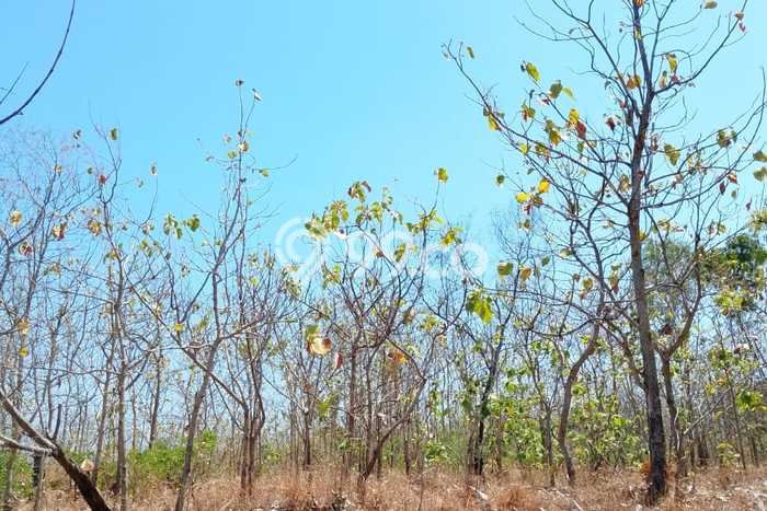 Tanah Dijual Area Strategis di Singaraja Buleleng 4000m2 Tanah Dijual Area Strategis di Singaraja Buleleng 4000m2