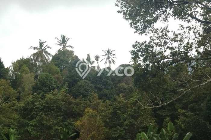 Tanah Kavling Dijual di Buleleng dengan Spesifikasi 30000m2 Tanah Kavling Dijual di Buleleng dengan Spesifikasi 30000m2