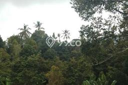 Tanah Kavling Dijual di Buleleng dengan Spesifikasi 30000m2 Tanah Kavling Dijual di Buleleng dengan Spesifikasi 30000m2
