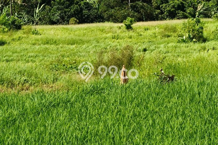 Tanah Kavling Dijual di Tabanan dengan Spesifikasi 12000m2 Tanah Kavling Dijual di Tabanan dengan Spesifikasi 12000m2