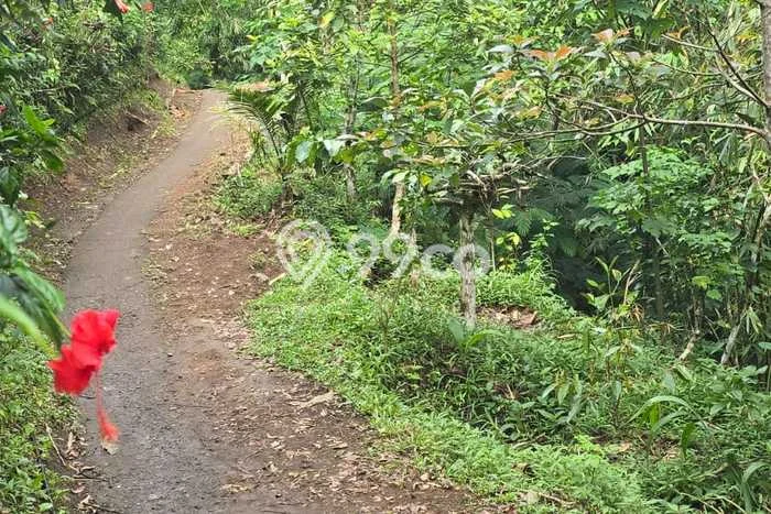 Dijual Tanah Lokasi Singaraja, Buleleng Seluas 15000m2 Dijual Tanah Lokasi Singaraja, Buleleng Seluas 15000m2