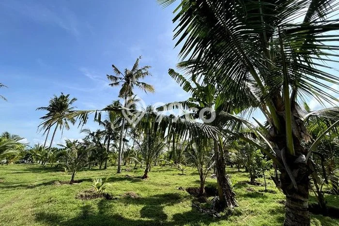 Kavling Tanah di Melaya Dijual Luas 25700m2 Legalitas SHM Kavling Tanah di Melaya Dijual Luas 25700m2 Legalitas SHM