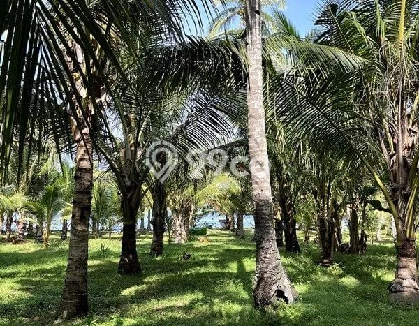 Kavling Tanah di Melaya Dijual Luas 25700m2 Legalitas SHM Kavling Tanah di Melaya Dijual Luas 25700m2 Legalitas SHM