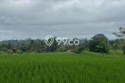 Tanah Dijual Lokasi Tegallalang, Gianyar dengan Luas Tanah 1000m2 dan Status - Tanah Dijual Lokasi Tegallalang, Gianyar dengan Luas Tanah 1000m2 dan Status -