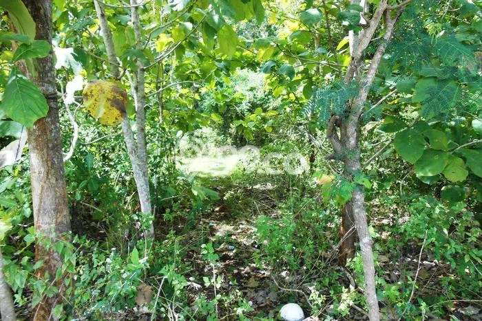 Tanah Dijual Area Strategis di Jimbaran Badung 2300m2 Tanah Dijual Area Strategis di Jimbaran Badung 2300m2