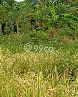 Kavling Tanah Dijual di Mranggen Demak Spesifikasi 195m2 Kavling Tanah Dijual di Mranggen Demak Spesifikasi 195m2