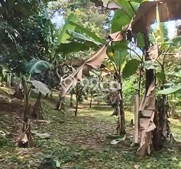 Kavling Tanah Dijual di Doro Pekalongan Spesifikasi 5627m2 Kavling Tanah Dijual di Doro Pekalongan Spesifikasi 5627m2